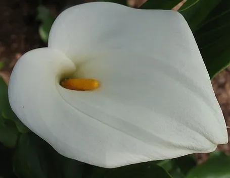 Terreno calla