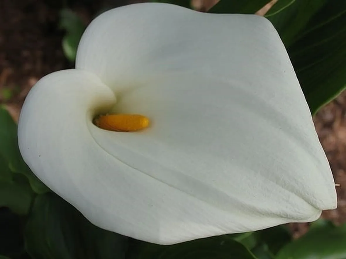 Terreno calla