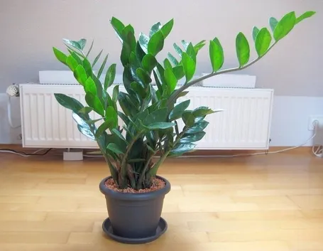 Trattamento Zamioculcas