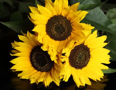 Un girasole ricco di pregi