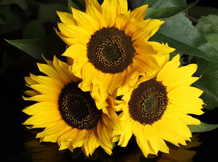 Un girasole ricco di pregi