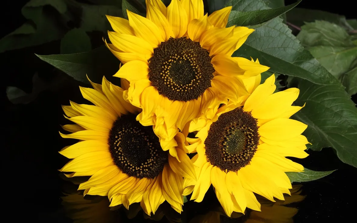 Un girasole ricco di pregi