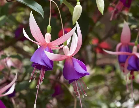 Una fucsia in giardino
