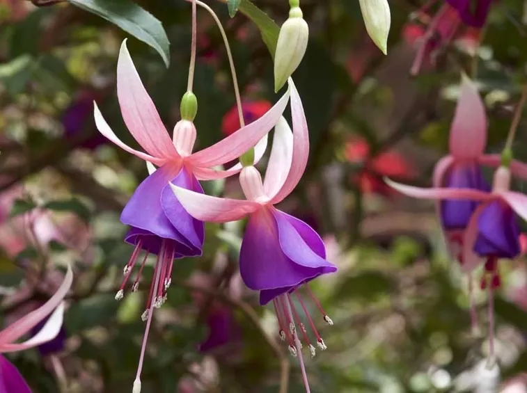 Una fucsia in giardino
