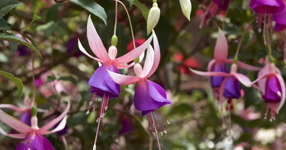 Una fucsia in giardino