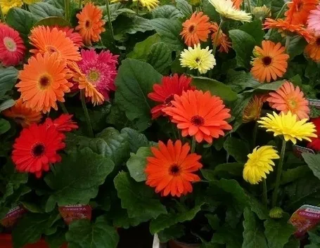 Una gerbera in casa