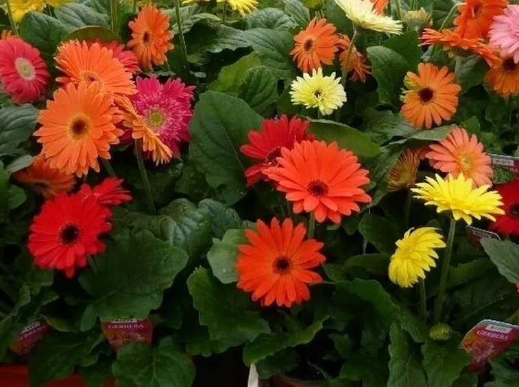 Una gerbera in casa
