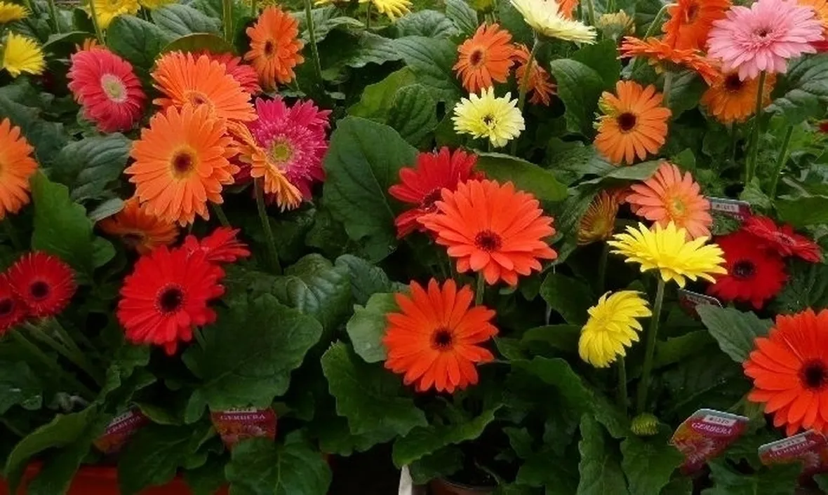 Una gerbera in casa