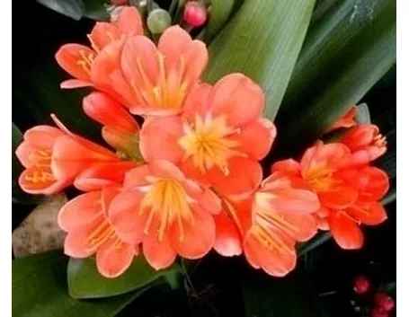 Varietà di Clivia