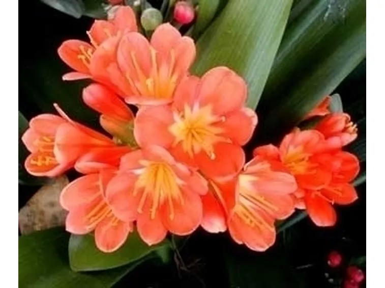 Varietà di Clivia