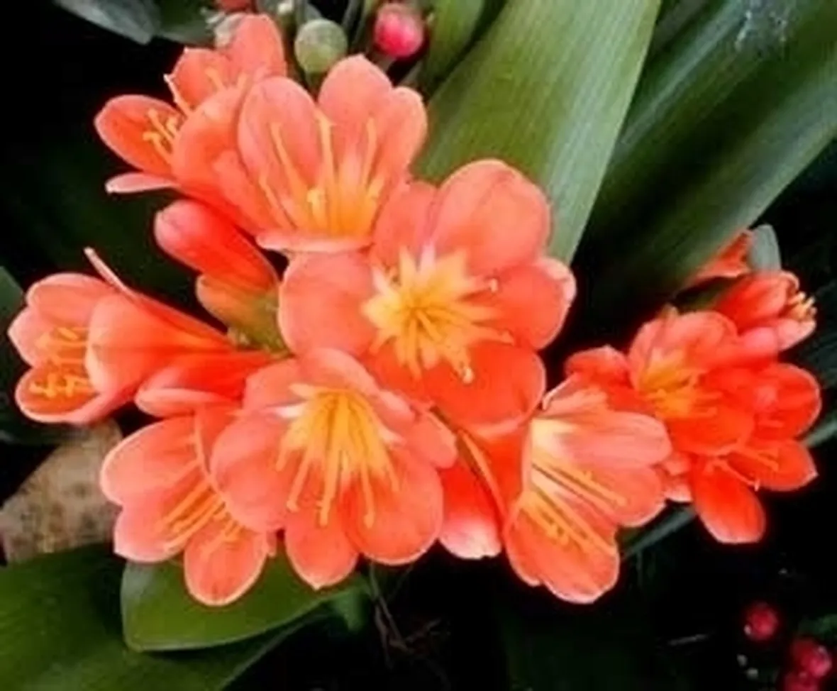 Varietà di Clivia
