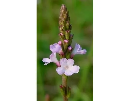 verbena-7