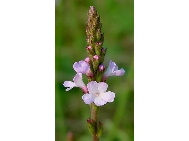 verbena-7