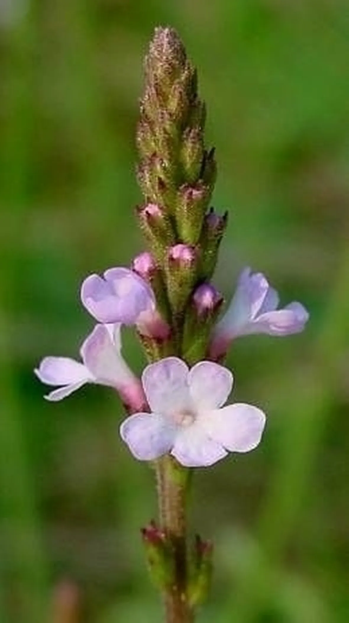 verbena-7