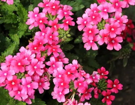 verbena