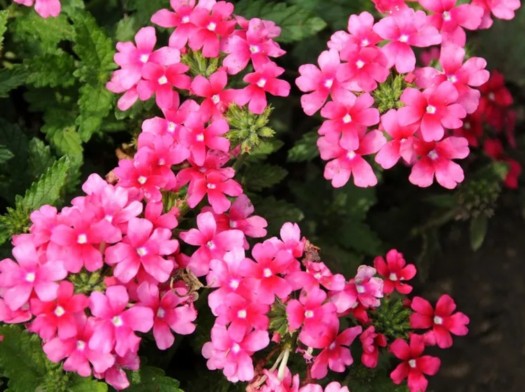 verbena
