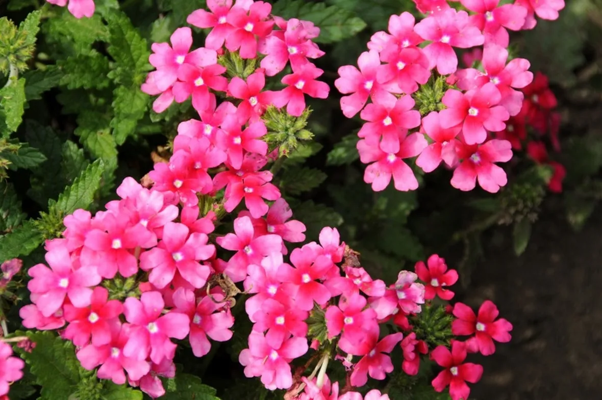 verbena