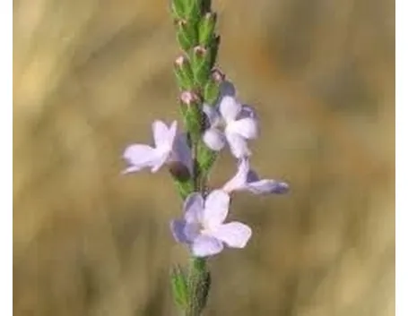 verbena-9