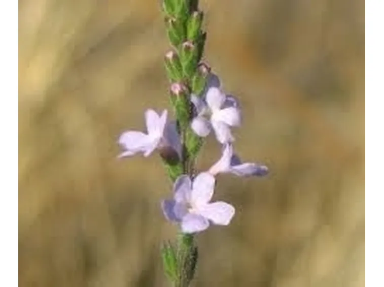verbena-9