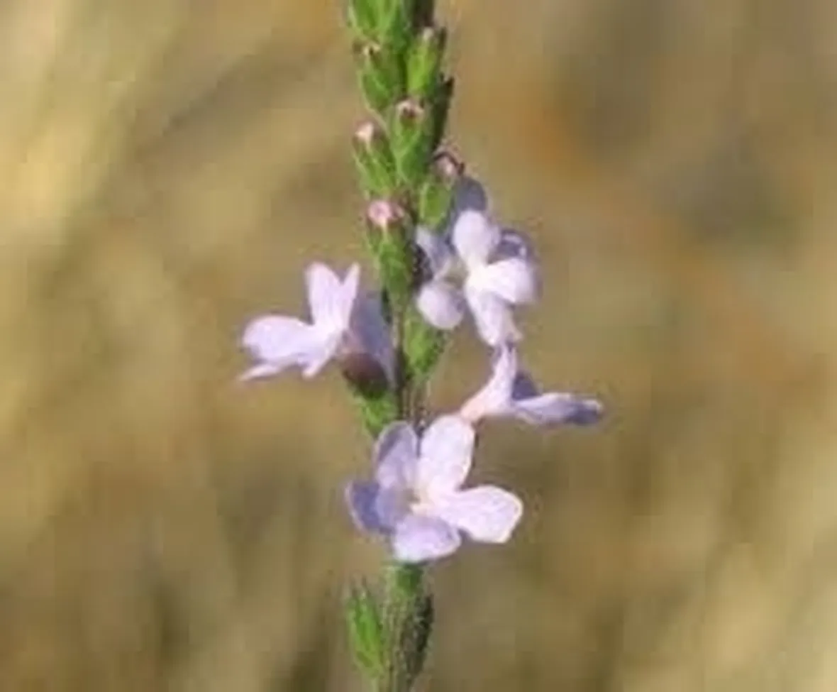 verbena-9