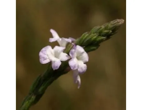 verbena