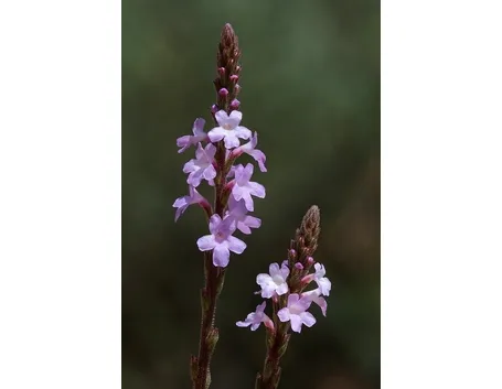 Verbena