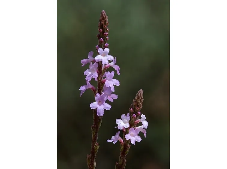 Verbena