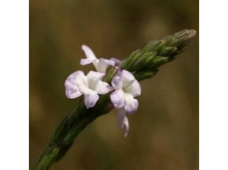 verbena