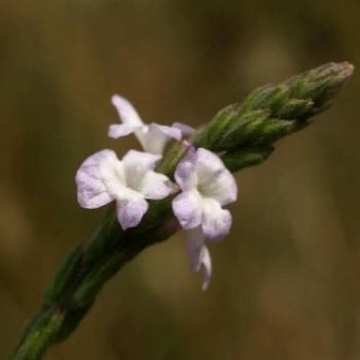 verbena