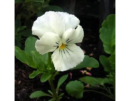 Viola mammola per arredo terrazzo