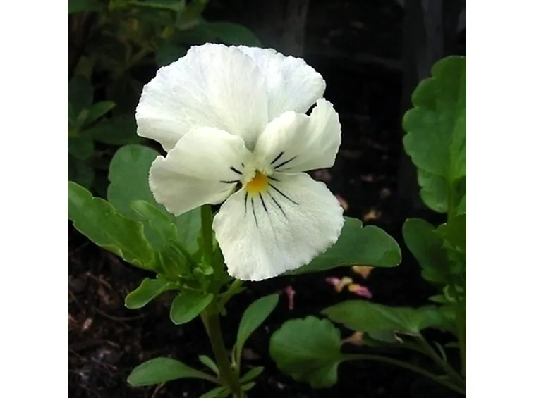 Viola mammola per arredo terrazzo