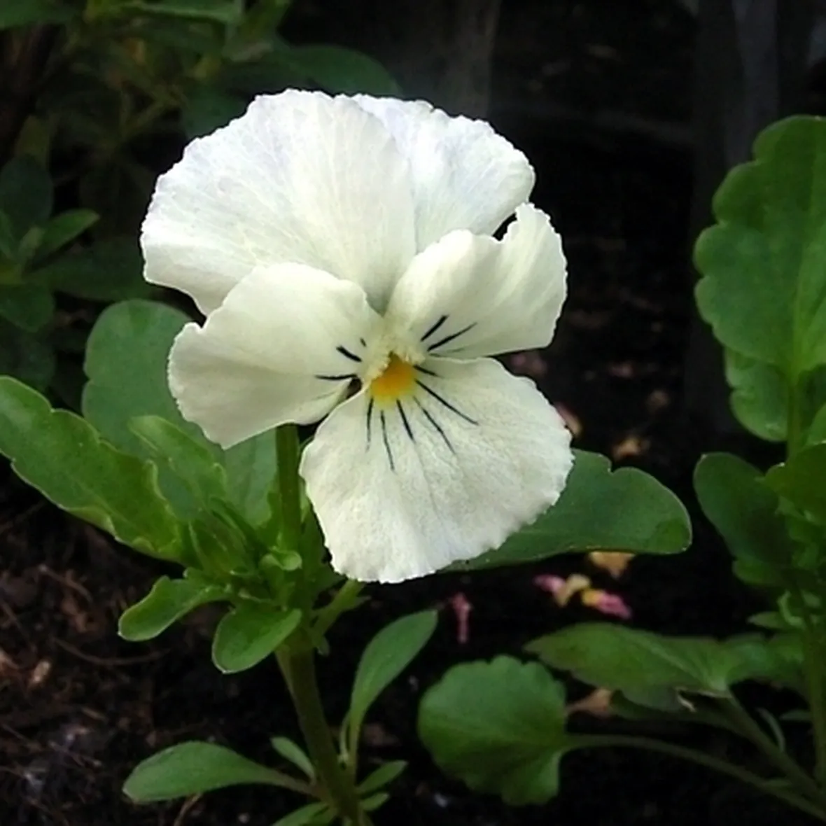 Viola mammola per arredo terrazzo