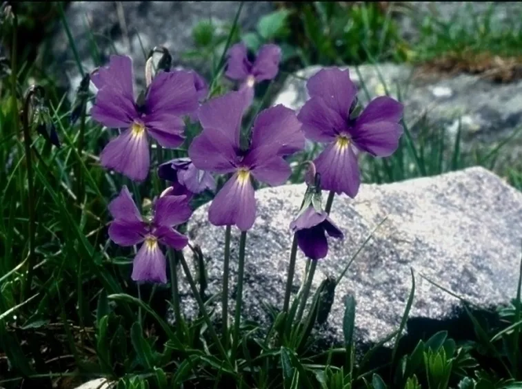 Viola, Skimmia e Gerbera