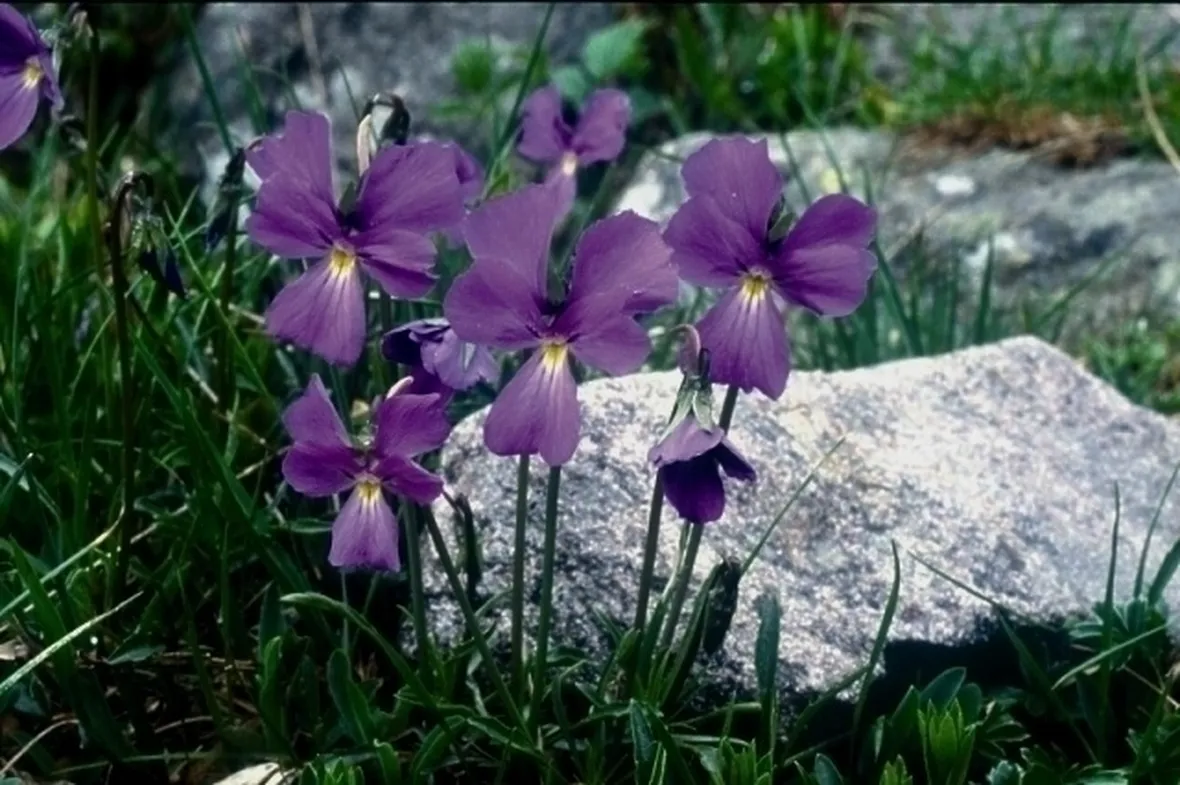 Viola, Skimmia e Gerbera
