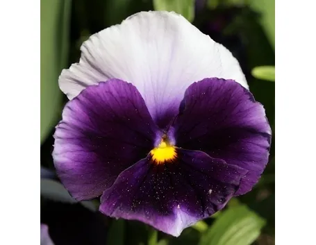 viola