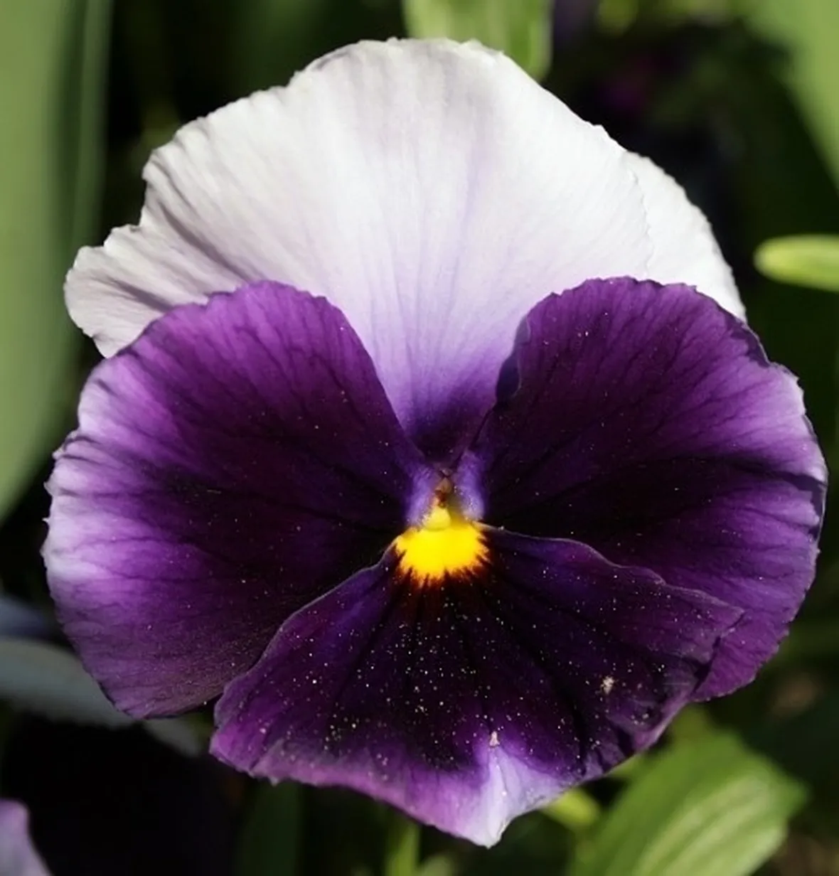 viola