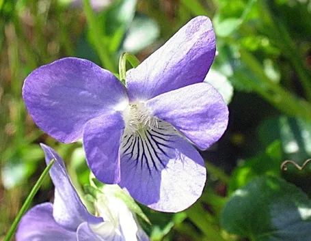 Violaciocca - Matthiola incana 