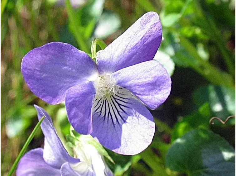 Violaciocca - Matthiola incana 