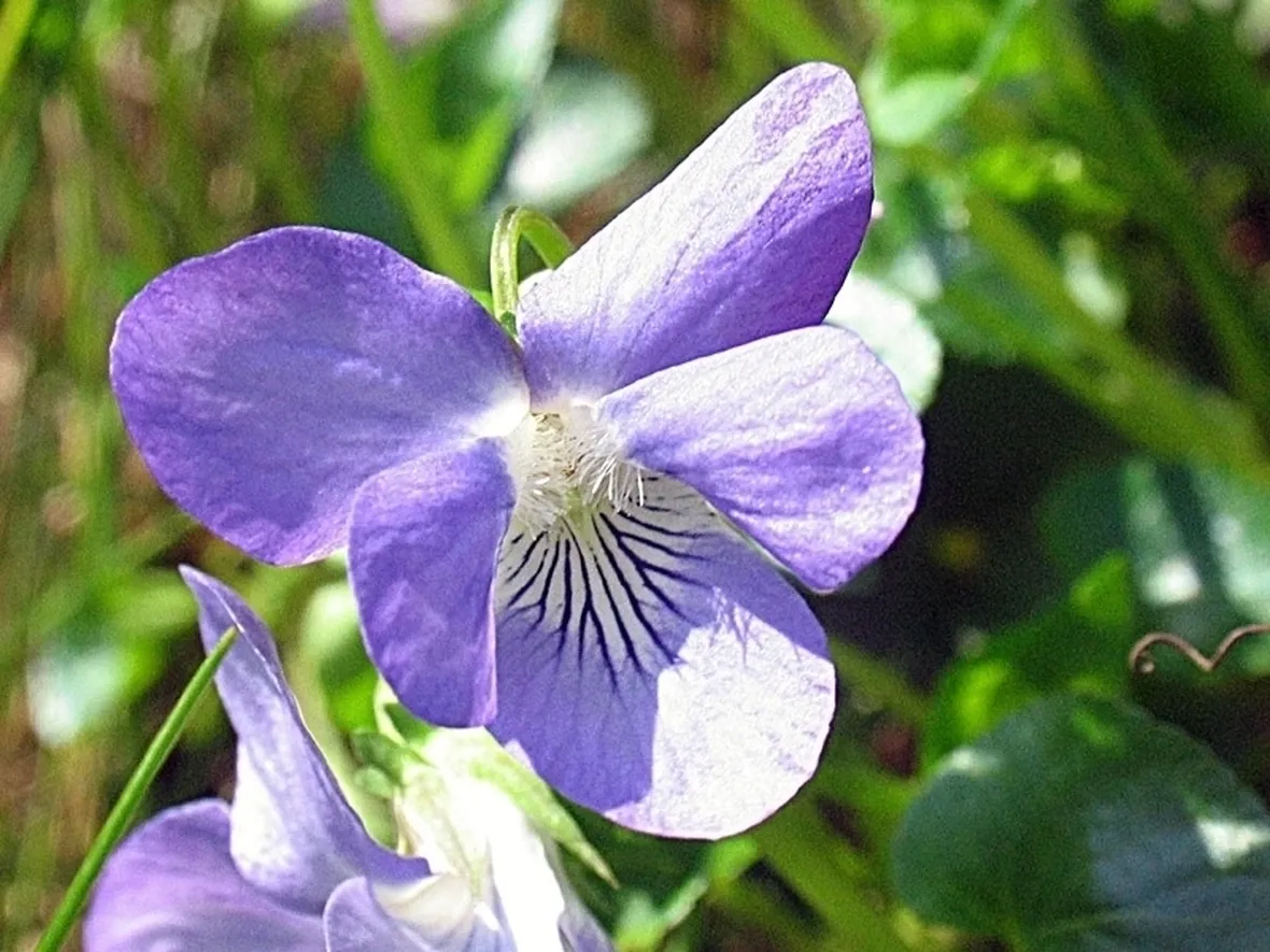 Violaciocca - Matthiola incana 
