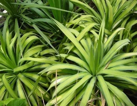 Yucca