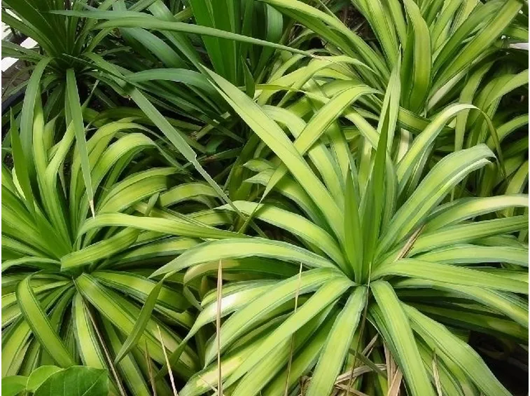 Yucca