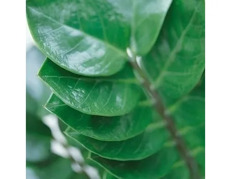 Zamioculcas annaffiatura e rinvaso