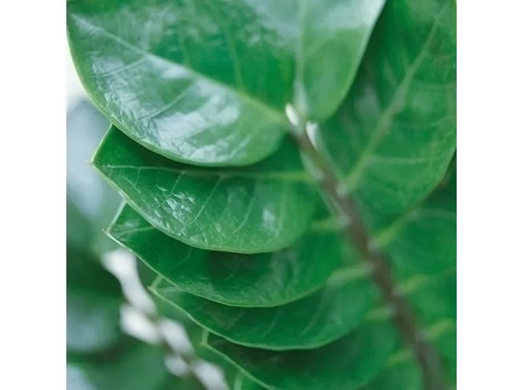 Zamioculcas annaffiatura e rinvaso