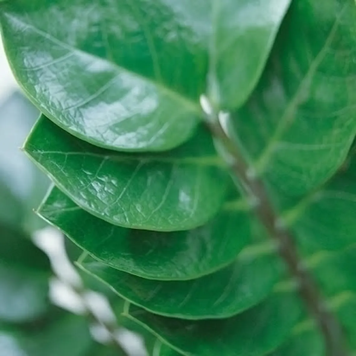 Zamioculcas annaffiatura e rinvaso