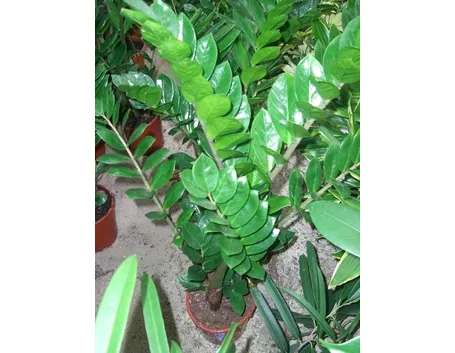 Zamioculcas
