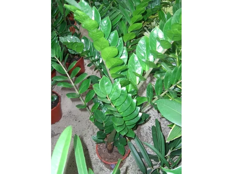 Zamioculcas