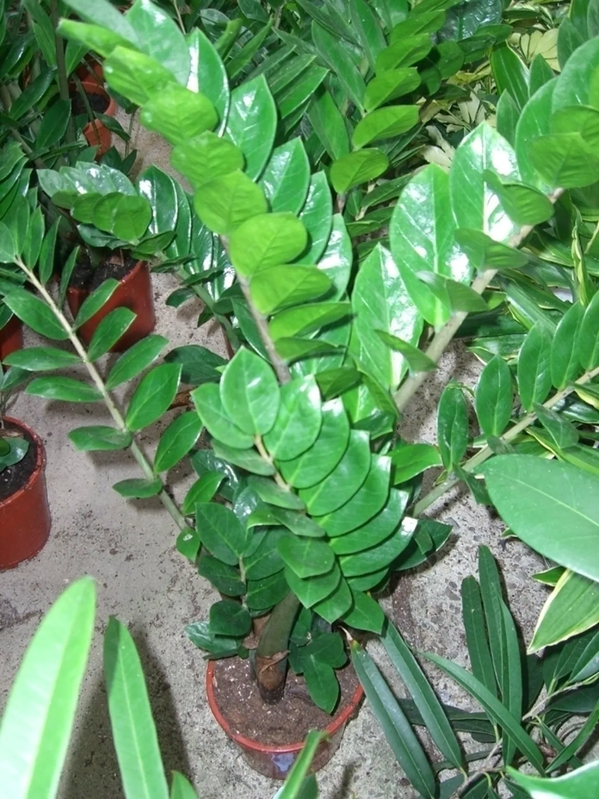 Zamioculcas