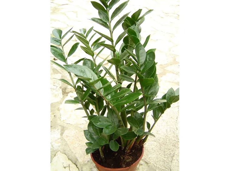 zamioculcas