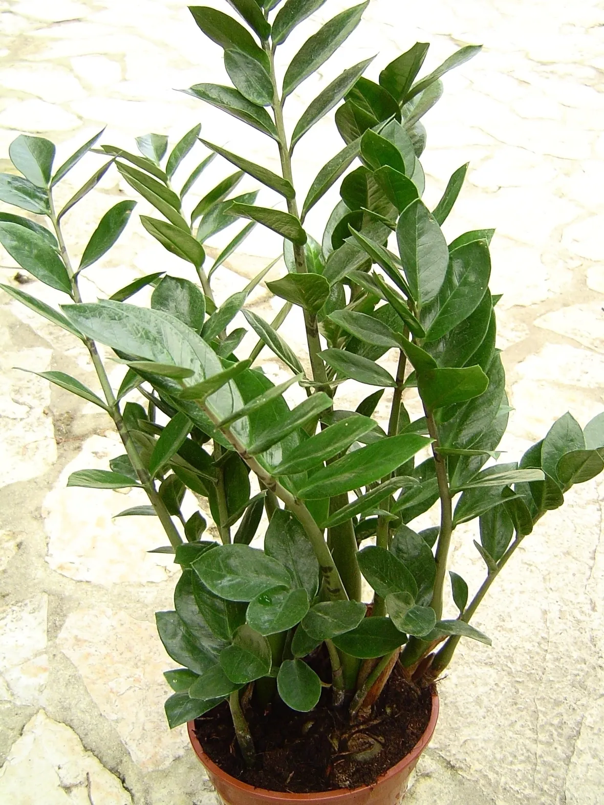zamioculcas
