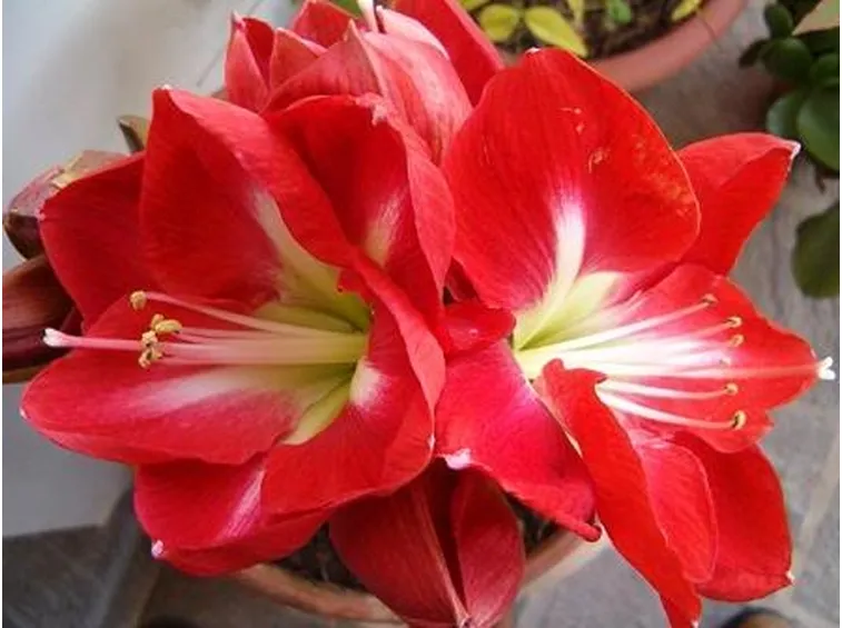 amarillis colorati